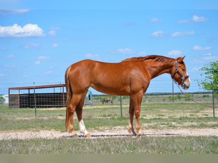 Mustang (american) Mare 6 years 14,3 hh Chestnut in Bertram