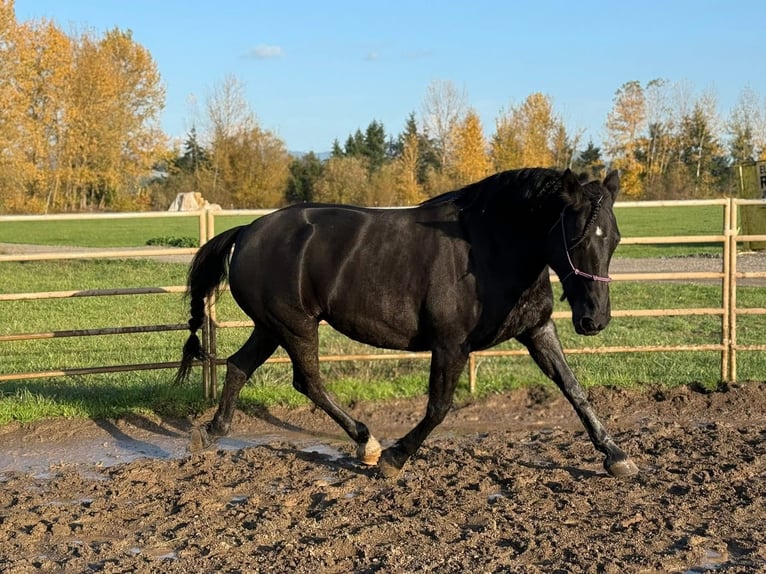 Mustang (american) Mare 6 years 15.2 hh Black in 000
