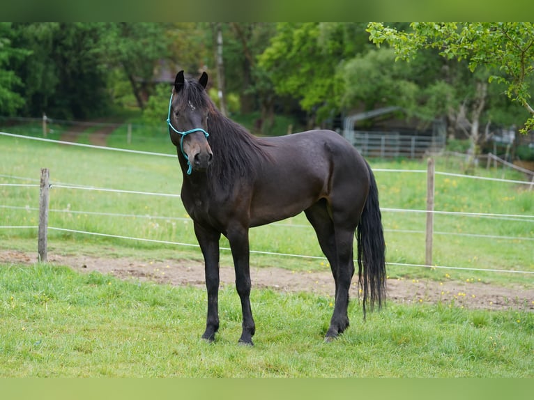Mustang (american) Mare 6 years 15 hh Bay-Dark in Taunusstein