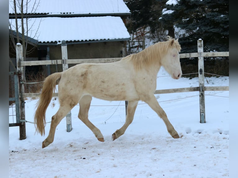 Mustang (american) Mare 6 years 15 hh Cremello in Taunusstein