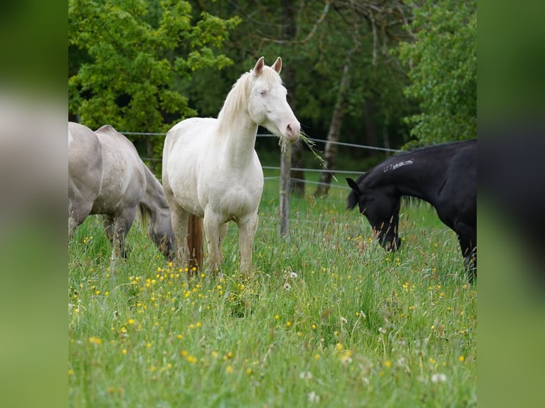 Mustang (american) Mare 6 years 15 hh Cremello in Taunusstein