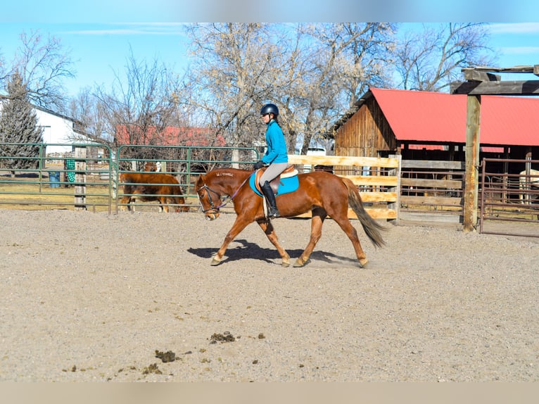 Mustang (american) Mare 7 years 14 hh Sorrel in Fort Collins