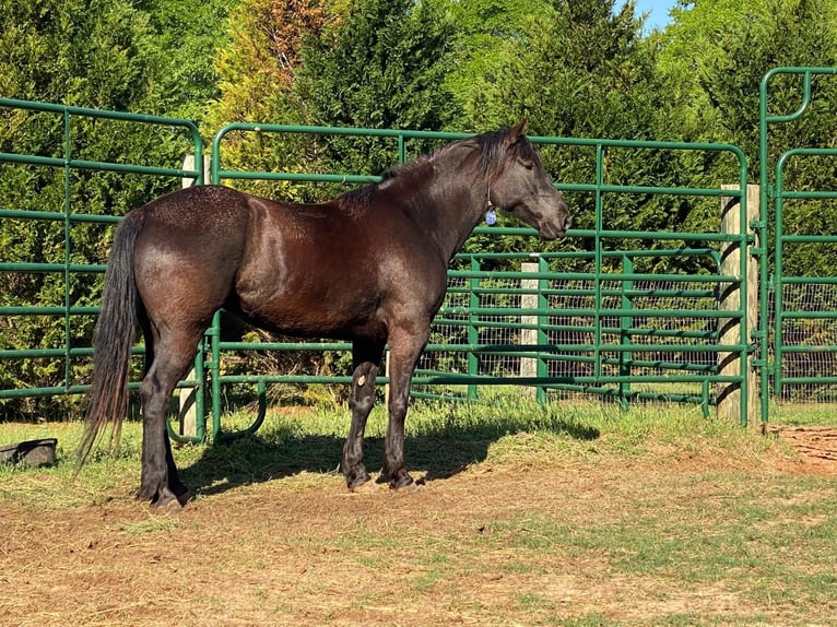 Mustang (american) Mare 7 years 15.1 hh Black in USA