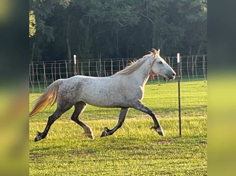 Mustang (american) Mare 8 years 14,1 hh Grey-Dapple in Lyons