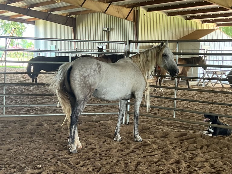 Mustang (american) Mare 8 years 14,1 hh Grey-Dapple in Lyons