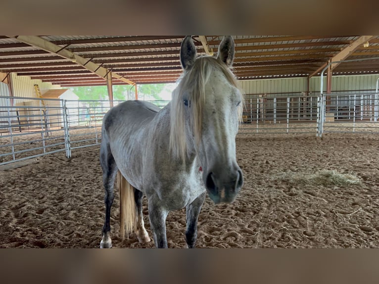 Mustang (american) Mare 8 years 14,1 hh Grey-Dapple in Lyons