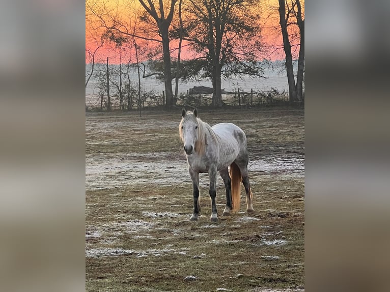 Mustang (american) Mare 8 years 14,1 hh Grey-Dapple in Lyons