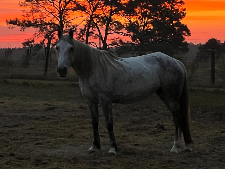 Mustang (american) Mare 8 years 14,1 hh Grey-Dapple in Lyons