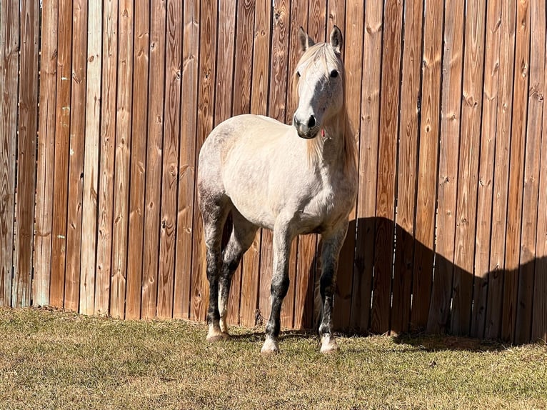 Mustang (american) Mare 8 years 14,1 hh Grey-Dapple in Lyons