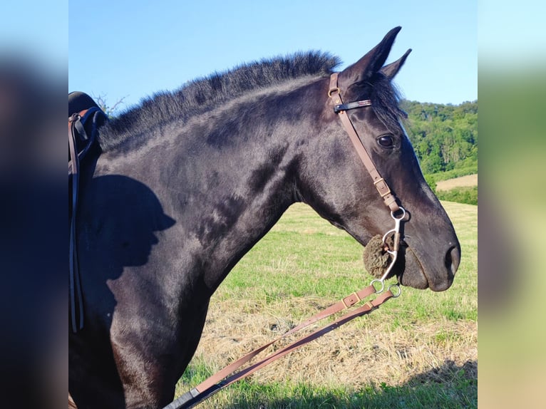 Mustang (american) Mix Mare 8 years 14,2 hh Black in Leutenbach