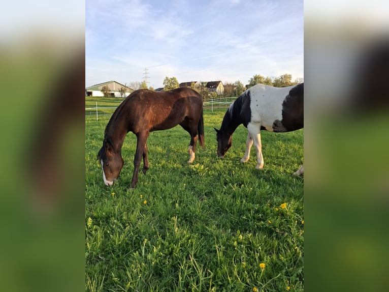Mustang (american) Mare 8 years 15,1 hh in Kupferzell
