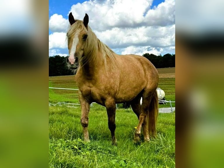 Mustang (american) Mare 8 years 15,1 hh in Kupferzell
