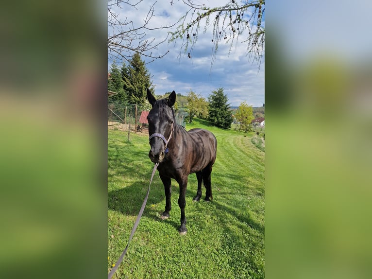 Mustang (american) Mare 9 years 14.1 hh Black in Aalen