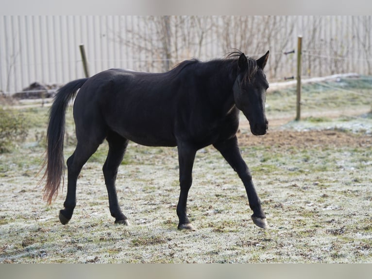 Mustang (american) Mare 9 years 14.1 hh Black in Aalen