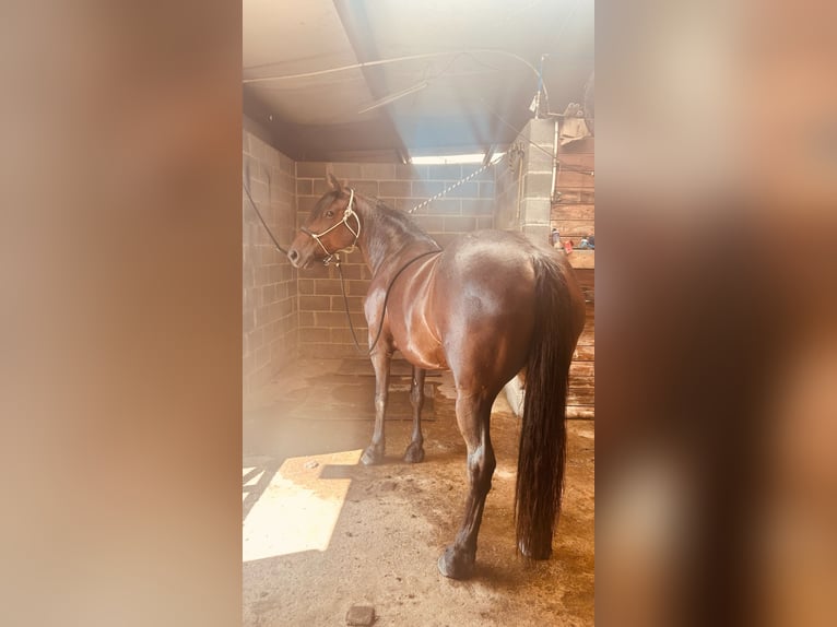 Mustang (american) Mare 9 years 15 hh Roan-Bay in Boaz Alabama