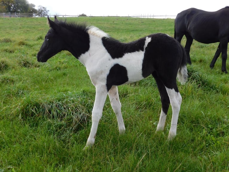 Mustang (american) Mare  15,1 hh in Kupferzell