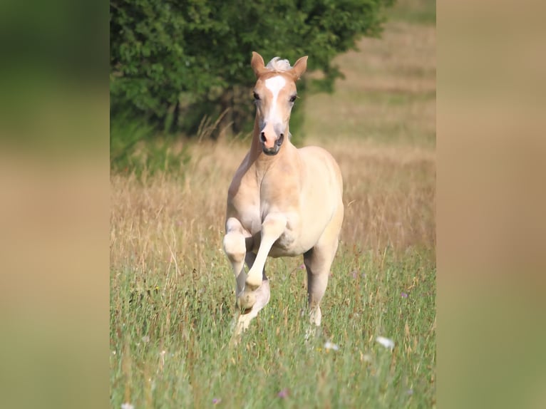 Mustang (american) Mare  15,1 hh Red Dun in Siegen