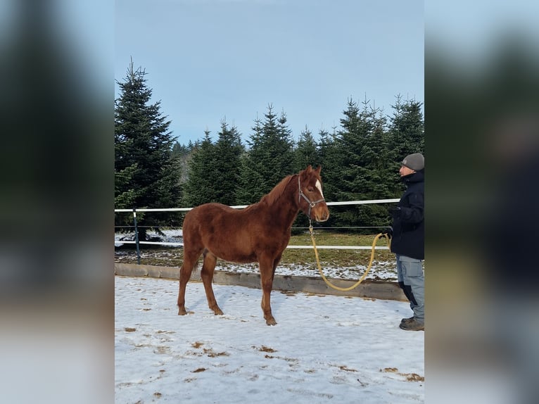 Mustang (american) Stallion 1 year 14.3 hh Chestnut in Maxsain