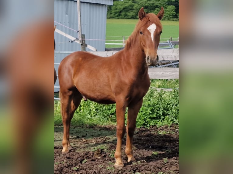 Mustang (american) Stallion 1 year 14.3 hh Chestnut in Maxsain