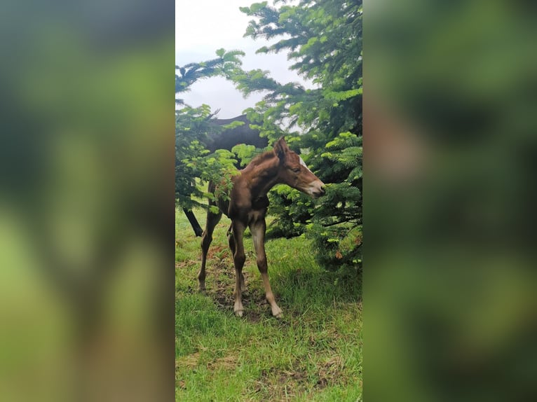 Mustang (american) Stallion 1 year 14.3 hh Chestnut in Maxsain