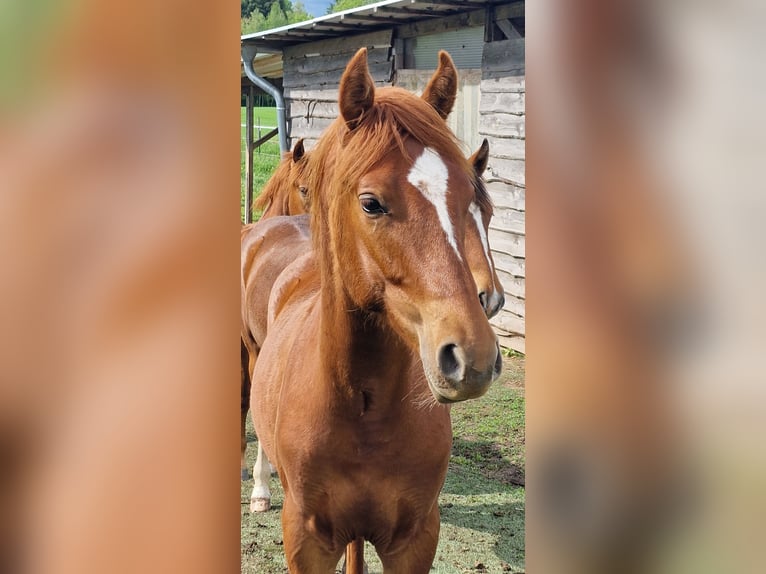 Mustang (american) Stallion 1 year 14.3 hh Chestnut in Maxsain