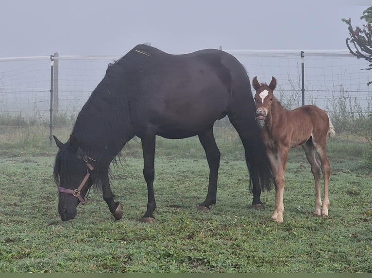 Mustang (american) Stallion 1 year 14.3 hh Chestnut in Maxsain
