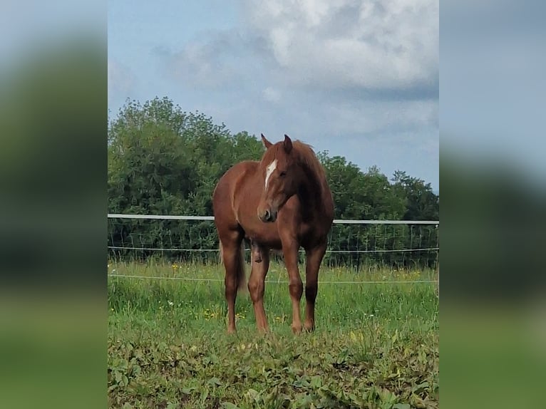 Mustang (american) Stallion 1 year 14.3 hh Chestnut in Maxsain