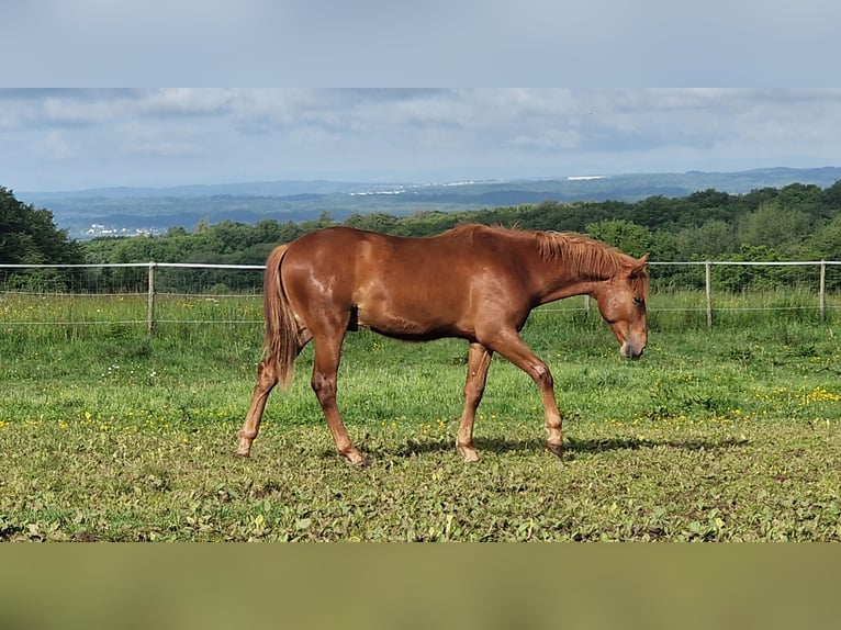 Mustang (american) Stallion 1 year 14.3 hh Chestnut in Maxsain