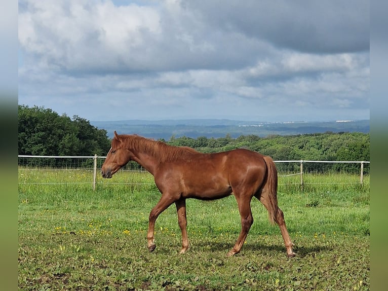 Mustang (american) Stallion 1 year 14.3 hh Chestnut in Maxsain