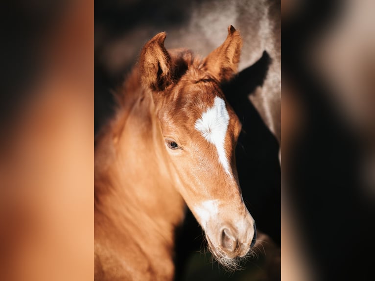 Mustang (american) Stallion 1 year 14,3 hh Chestnut in Maxsain