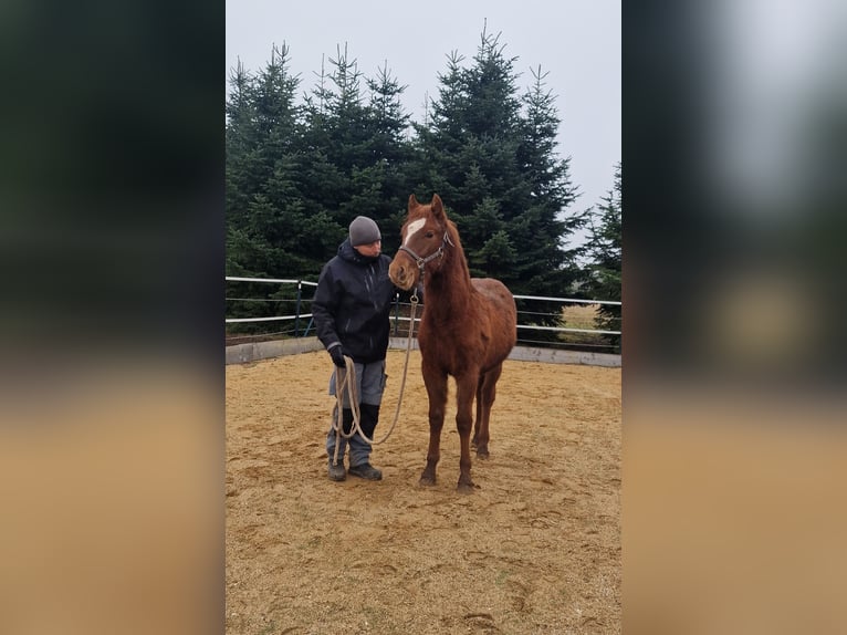 Mustang (american) Stallion 1 year 14,3 hh Chestnut in Maxsain
