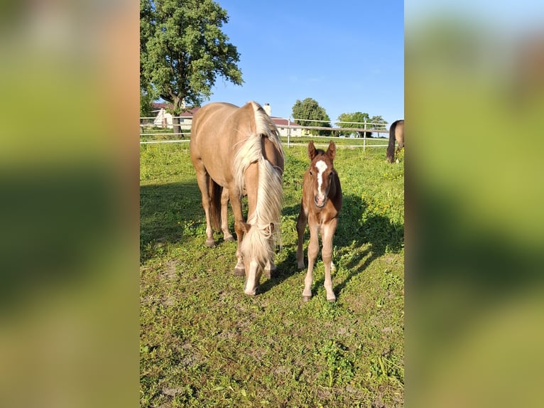 Mustang (american) Stallion 1 year 14,3 hh in Kupferzell