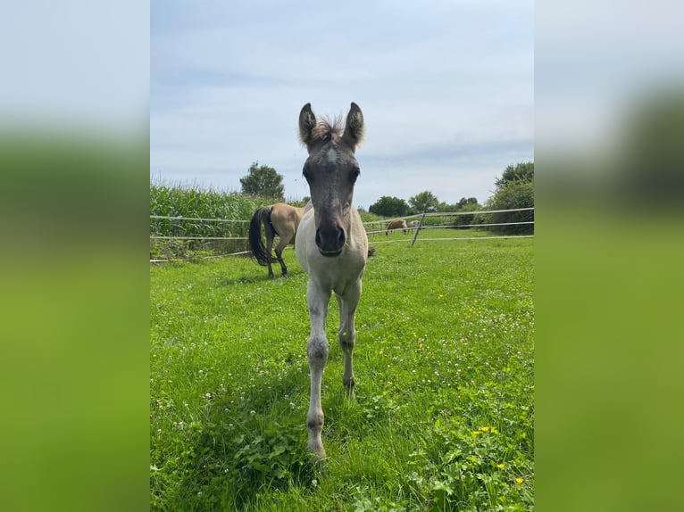Mustang (american) Stallion 1 year Grullo in Willstätt