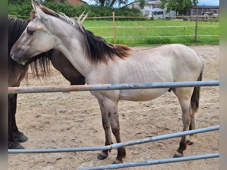 Mustang (american) Stallion 1 year Grullo in Willstätt