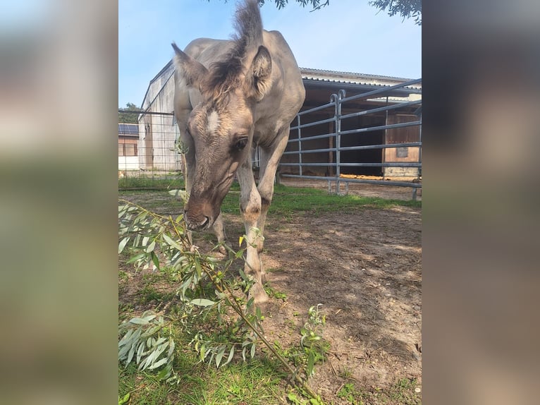 Mustang (american) Stallion 1 year Grullo in Willstätt
