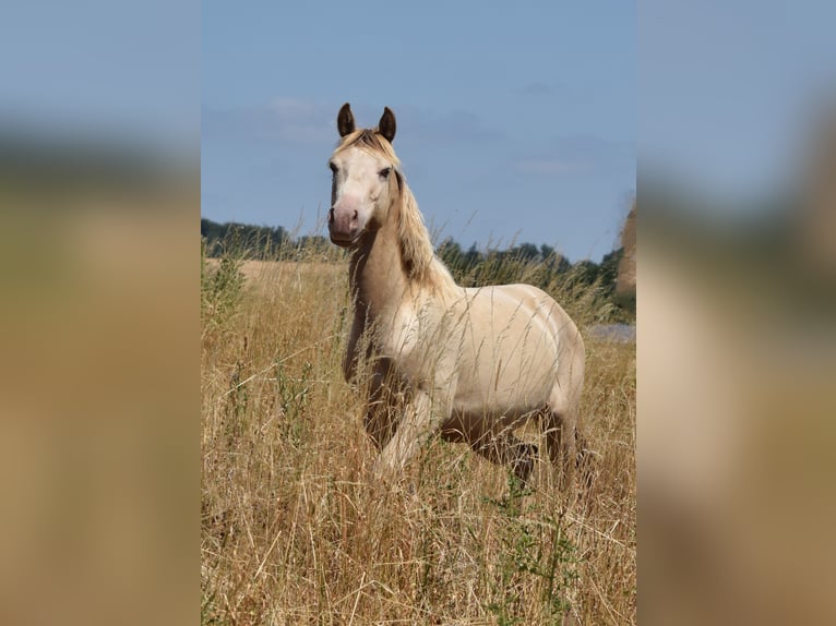 Mustang (american) Stallion 2 years 14.2 hh Champagne in Oberbachheim
