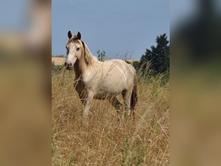 Mustang (american) Stallion 2 years 14.2 hh Champagne in Oberbachheim