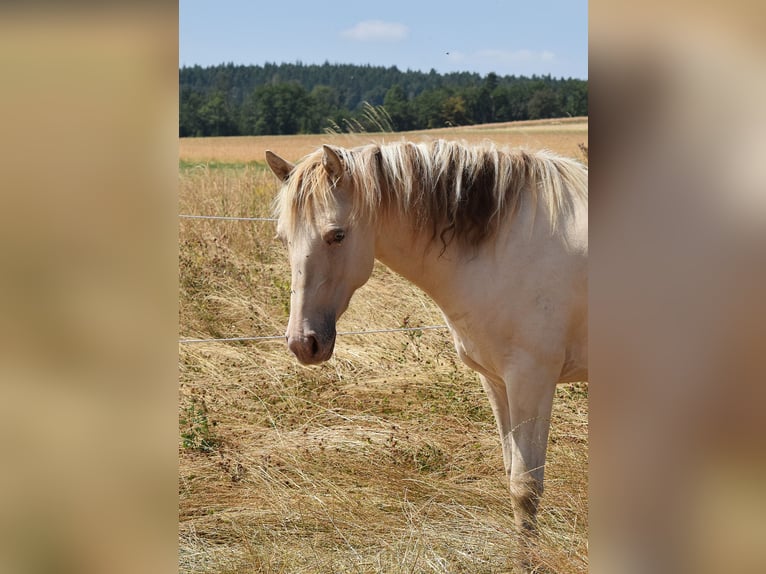 Mustang (american) Stallion 2 years 14.2 hh Champagne in Oberbachheim