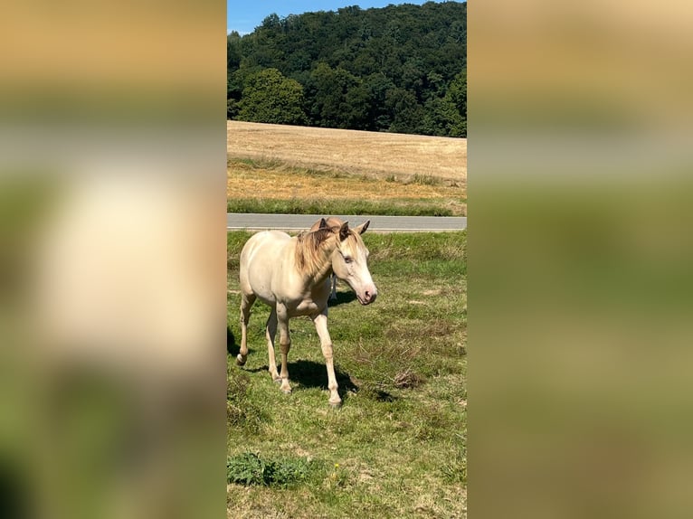 Mustang (american) Stallion 2 years 14,2 hh Champagne in Oberbachheim