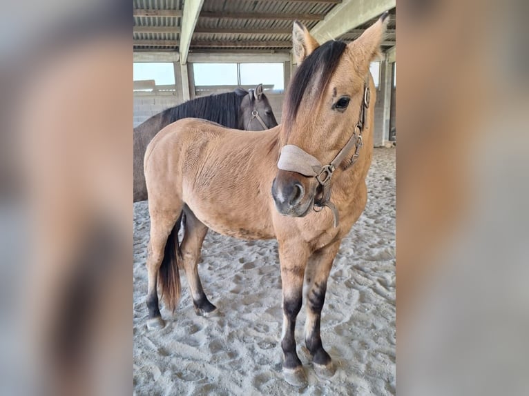 Mustang (american) Stallion 3 years 15.2 hh Brown-Light in Willstätt, Legelshurst