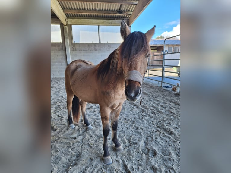 Mustang (american) Stallion 3 years 15.2 hh Brown-Light in Willstätt, Legelshurst