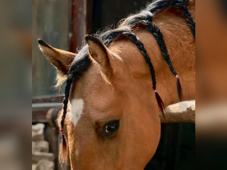 Mustang (american) Stallion 7 years 14,2 hh Buckskin in Königsberg in Bayern