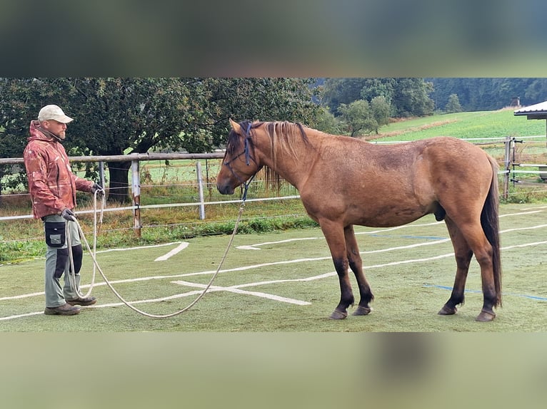 Mustang (american) Stallion in Maxsain