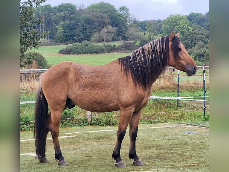 Mustang (american) Stallion in Maxsain