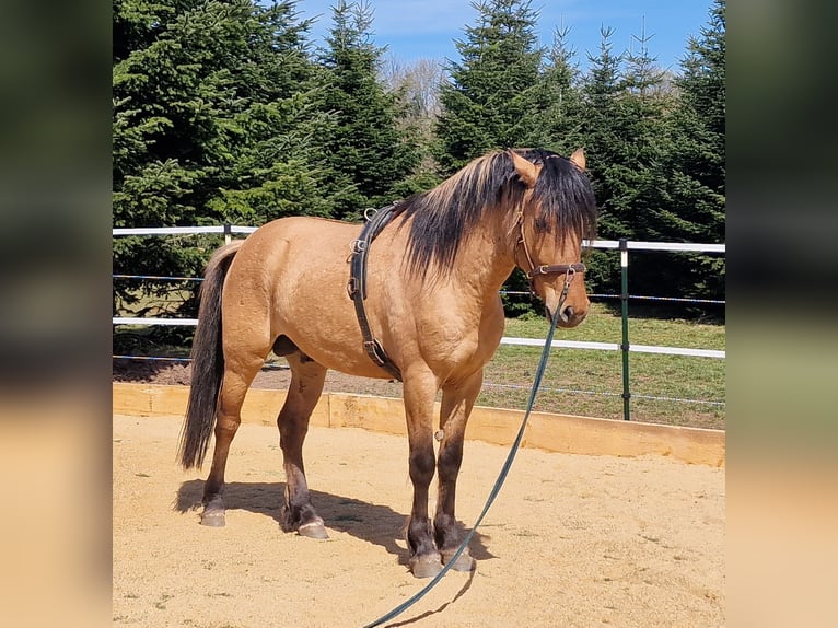 Mustang (american) Stallion in Maxsain