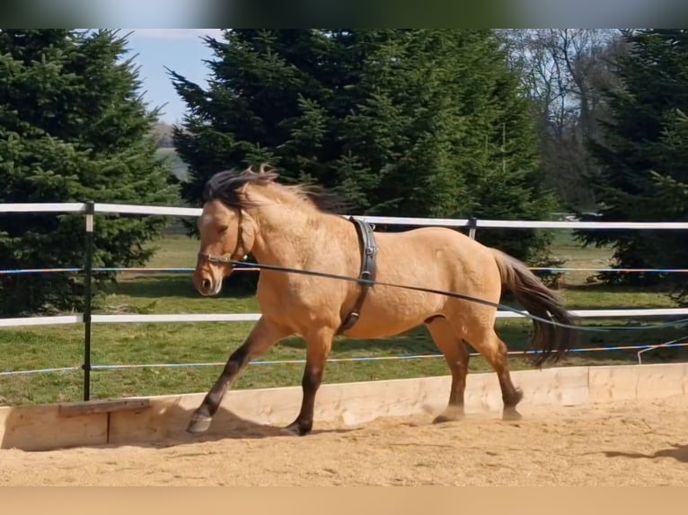 Mustang (american) Stallion in Maxsain
