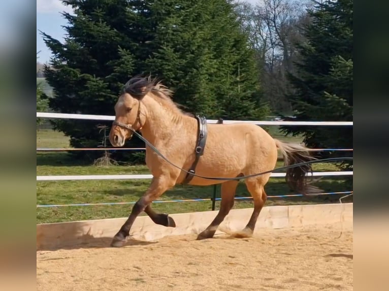 Mustang (american) Stallion in Maxsain