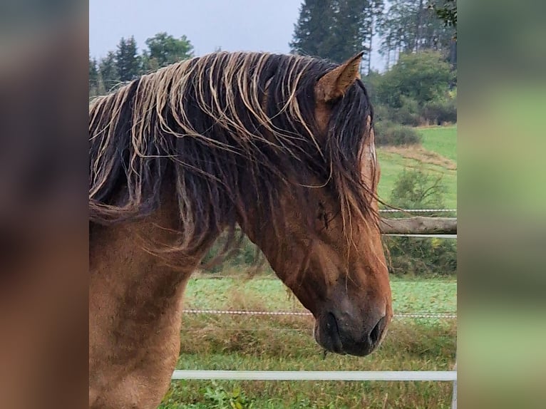 Mustang (american) Stallion in Maxsain