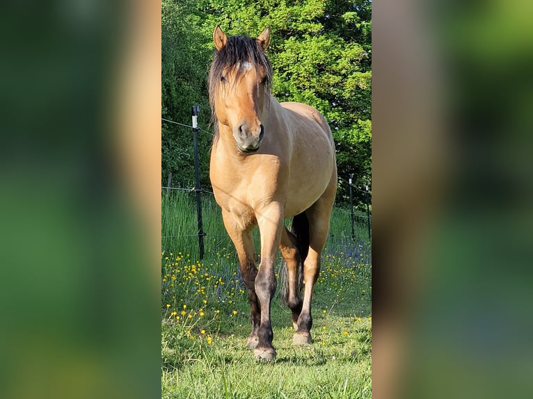Mustang (american) Stallion Dun in Maxsain