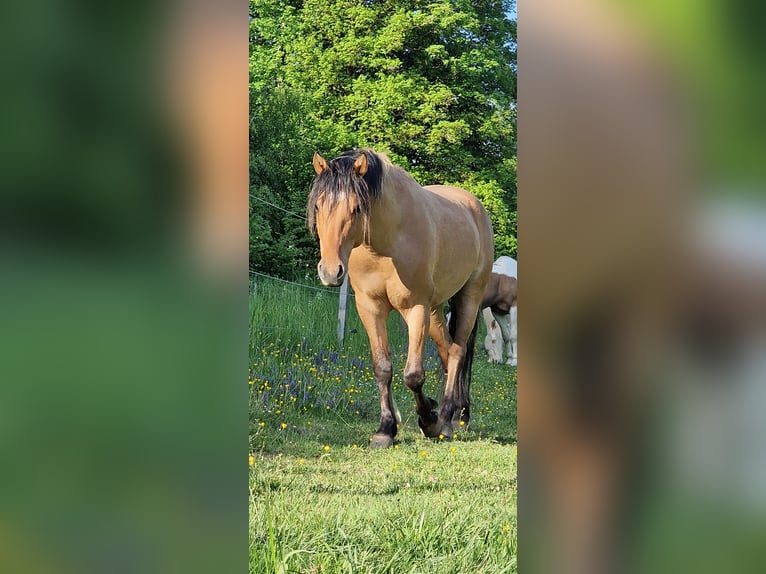 Mustang (american) Stallion Dun in Maxsain
